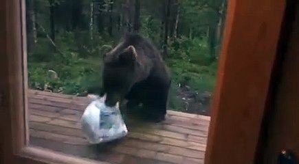 Ce pauvre ours a eu la peur de sa vie