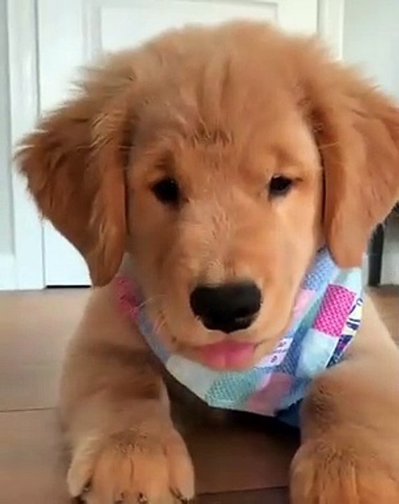 Admirez comment ce chiot est adorable. Trop chou !