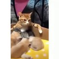 Etre maman est un travail difficile pour cette chatte. Émouvant !