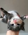Quand un chaton essaie de voler. Trop cute !