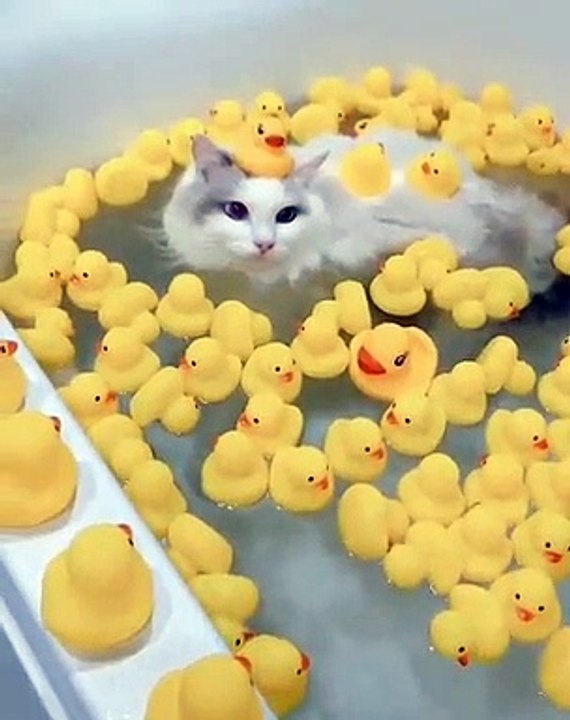 Cette chatte ne prend jamais sa douche sans ses jouets. Trop mimi !