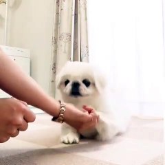 Ce chiot ne mange que quand on le lui ordonne ! Étonnant !