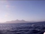 Avistado en las costas almerienses un cachalote de diez toneladas