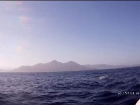 Avistado en las costas almerienses un cachalote de diez toneladas