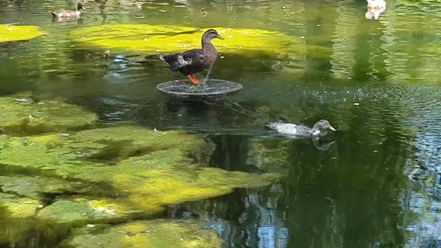 Algas invaden Isleta de los Patos del parque María Luisa de Sevilla