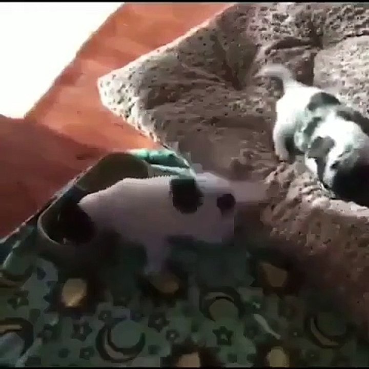 Ce chiot remue la queue quand il mange. Trop chou !