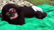 Ce bébé singe est trop paresseux. Regardez ce qu'il fait !