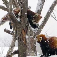 Ces deux panda roux se battent sous la neige. Regardez !