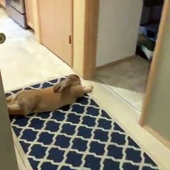 Cette lapine ne veut pas se lever de son palier. Trop drôle !