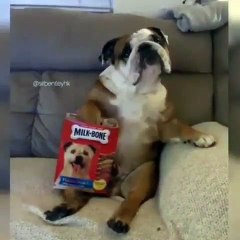 Ce bulldog fait un festin avec une boite de croquettes. Trop drôle !