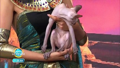 ¡Los gatos sphynx, diferentes y únicos! | Venga La Alegría