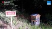 Des abeilles près des serres municipales de Guéret