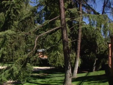 El Ayuntamiento investiga por qué caen árboles en el Parque del Retiro de Madrid