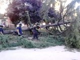 Una niña resulta herida al caer un árbol en el Parque del Retiro de Madrid