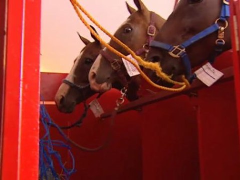 49 caballos de raza desembarcan en Madrid para la temporada de Polo