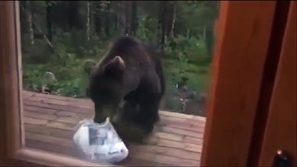Ce pauvre ours va avoir la peur de sa vie
