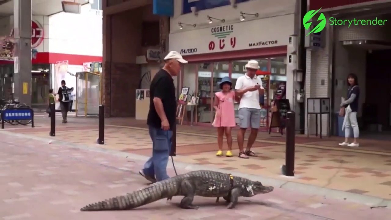 Ce japonais vit avec un crocodile de compagnie et se ballade en ville avec lui