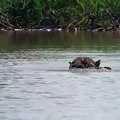 Ce jaguar nage avec un crocodile dans la gueule