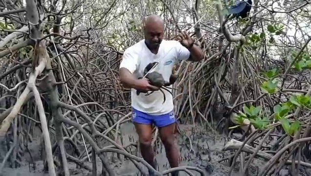 Il part à la chasse au crabe de boue... animaux énormes