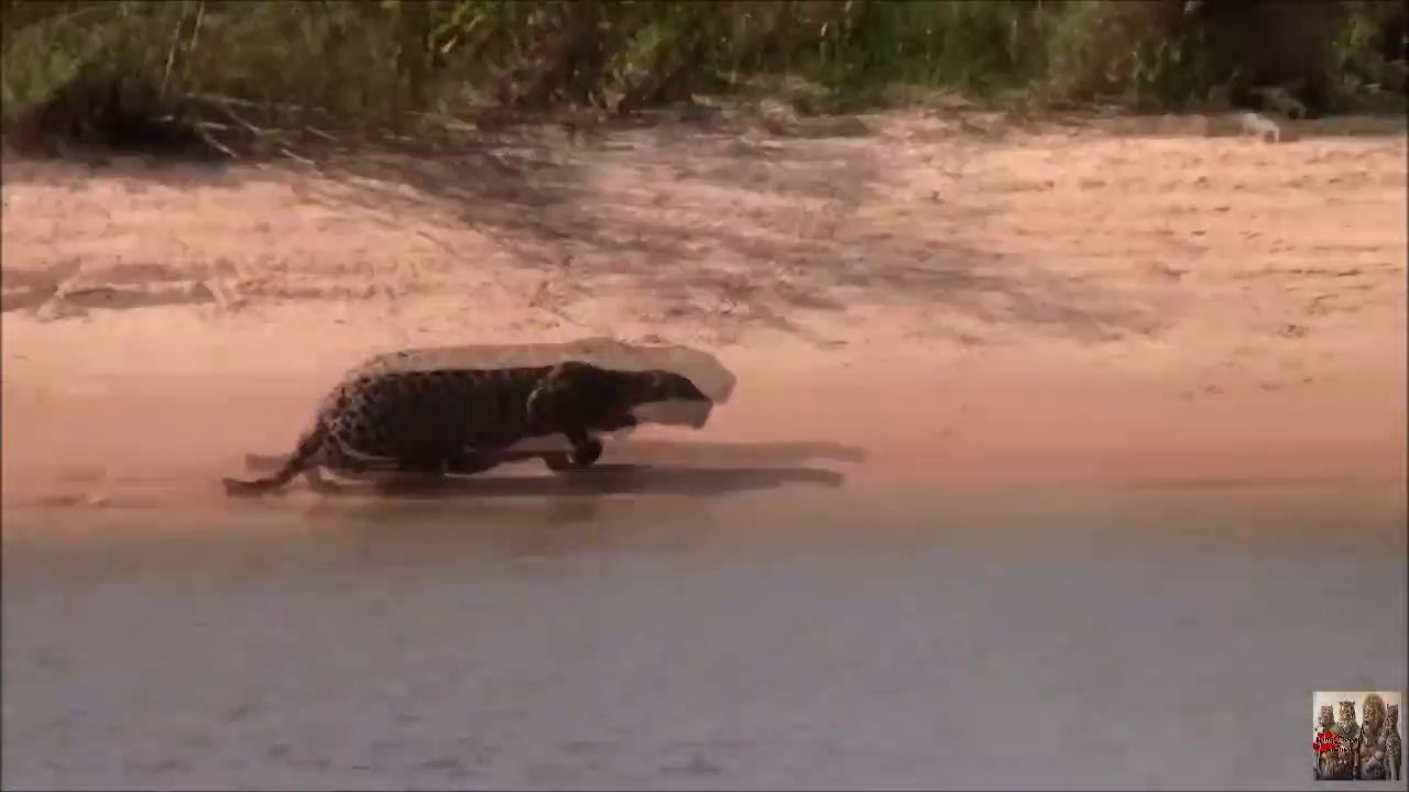 Les images incroyables d'un jaguar en pleine chasse