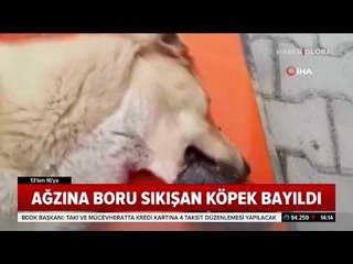 Ağzına Boru Sıkışan Köpek Vatandaşların Dikkatiyle Kurtuldu