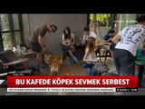 Bu Kafede Köpek Sevmek Serbest