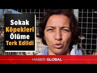 Muğla'da Sokak Köpekleri Ölüme Terk Edildi!