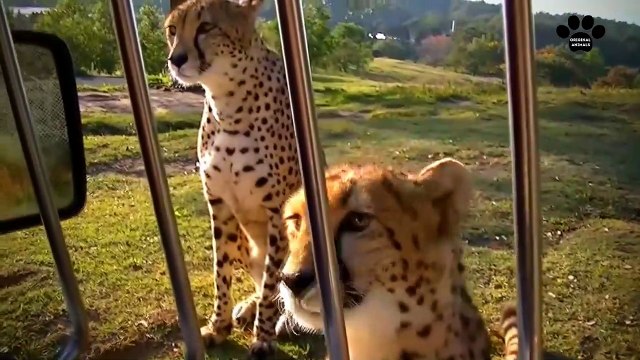 Original Animals #3. CUTE AND FUNNY ANIMALS VIDEO/ МИЛЫЕ И СМЕШНЫЕ ЖИВОТНЫЕ
