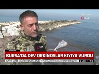 Bursa Karacabey'de Yarım Tonluk Dev Orkinoslar Kıyıya Vurdu