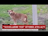 Sokak Köpeklerine 