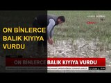 Balıklar Kıyıya Vurunca Çuvallarla Topladılar