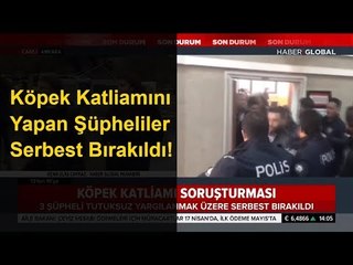 Köpek Katliamı Yapan Şüpheliler Serbest Bırakıldı!