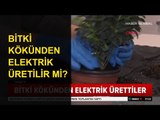 Bitki Kökünden Elektrik Üretilir mi?