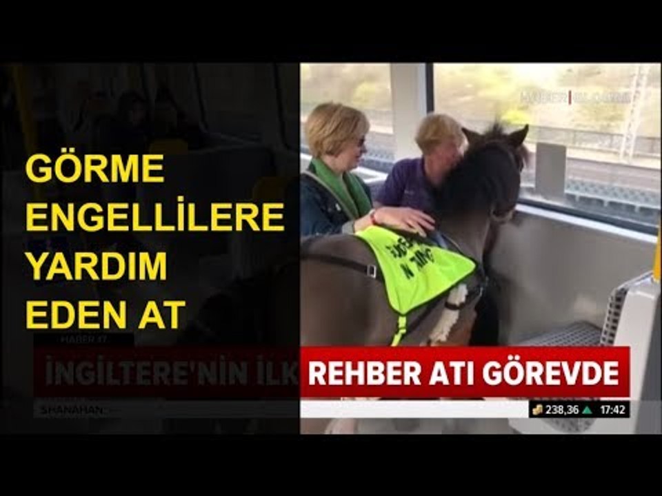 Görme Engellilere Yardım Eden Rehber At