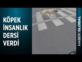 Yaya Geçidinde Bir Köpek Sırasını Bekledi, İnsanlar Beklemeden Geçti