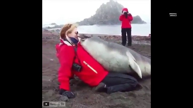 Original Animals #5. CUTE AND FUNNY ANIMALS VIDEO/ МИЛЫЕ И СМЕШНЫЕ ЖИВОТНЫЕ.