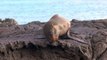 Unesco amplía la reserva de la biósfera de Galápagos