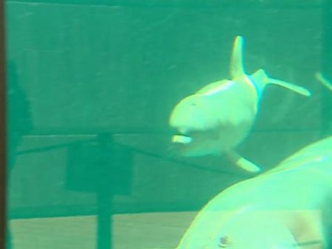 Los más pequeños podrán disfrutar del 'Baby Boom' en los zoológicos