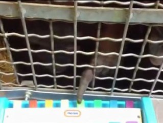 Animales que tocan el piano en un zoo de Washington