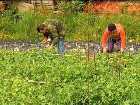 La Iglesia cede unos terrenos a Cáritas en Vilagarcía para que la trabaje gente sin recursos