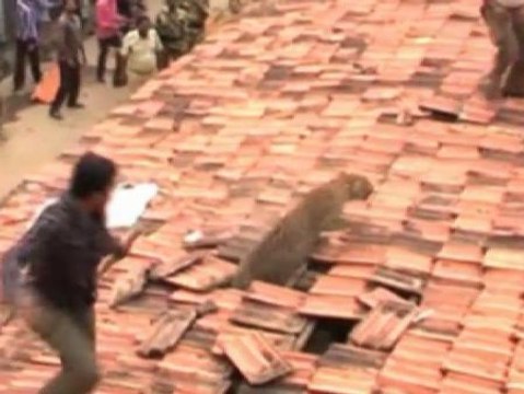 Un leopardo siembra el pánico en Ballarpur, India