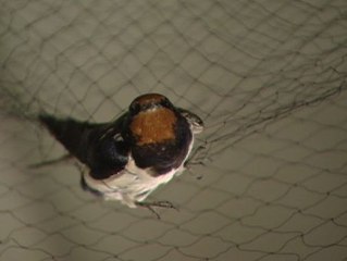 España pierde un millón de golondrinas cada año