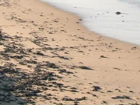 Un vertido de fuel obliga a cerrar varias playas de Valencia