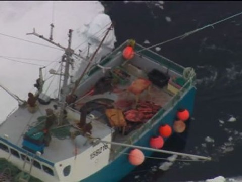 Comienza la polémica caza anual de focas en Canadá