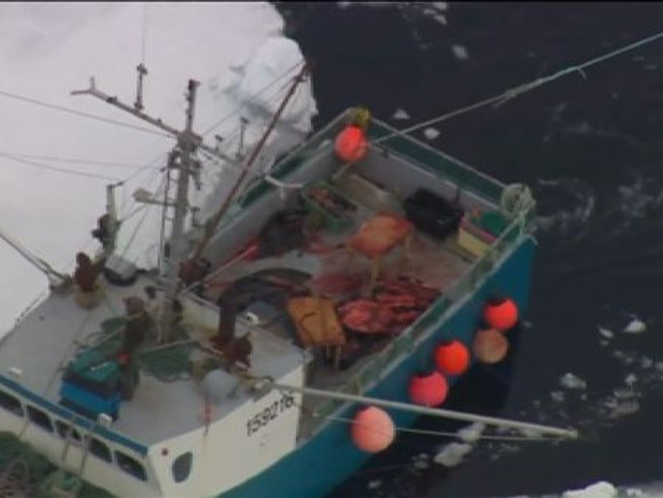 Comienza la polémica caza anual de focas en Canadá