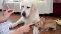 Rabbit Sam Steals Food From Dog Bailey & They Play Together 2019