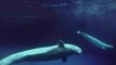 Captive beluga whales from China make epic journey to Iceland sanctuary