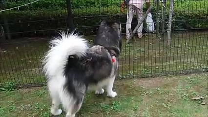 ドックラン
