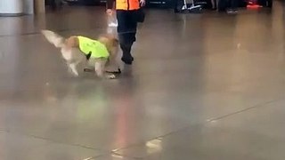This Dog is very Happy on his first day of job