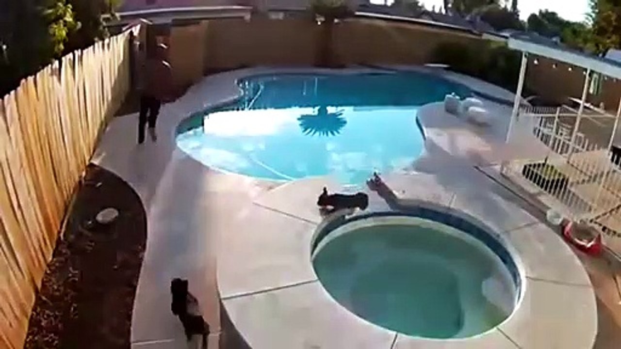 All dogs can't swim: here is the proof